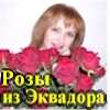Цветы, розы из Эквадора.
